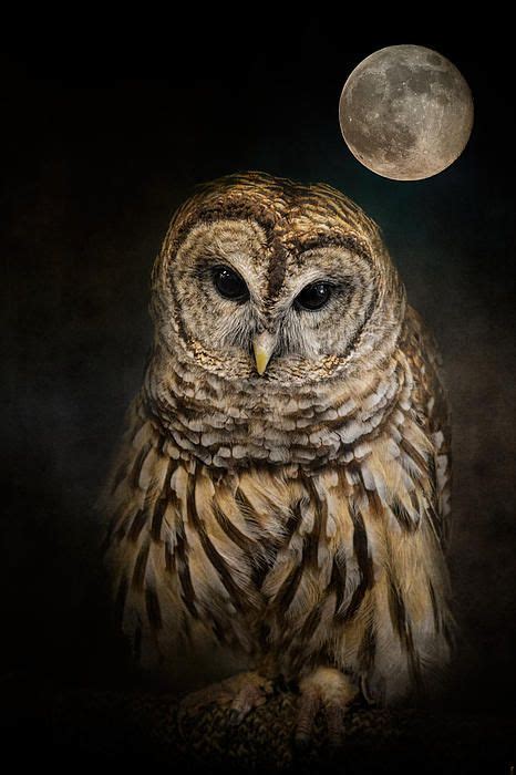 Barred Owl And The Moon By Jai Johnson Barred Owl Owl Art Moon Art