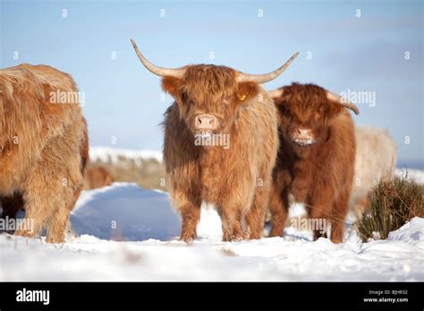 Highland Cow In Winter In Hi Res Stock Photography And Images Alamy