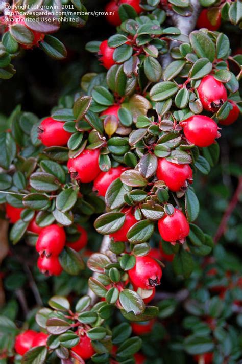 Our private nursery is located in loveland, ohio but we ship plants all over the united states. PlantFiles Pictures: Cotoneaster Species, Bearberry ...