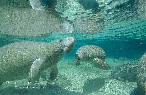 West Indian Manatees At Three Sisters Springs Florida Trichechus