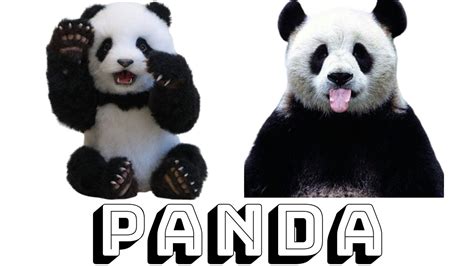 🐼funniest And Cutest Pandas Compilation🐼 L 2020 Funny Pandas Videos Youtube