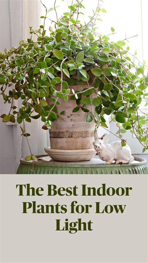 The Best Indoor Plants For Low Light An Immersive Guide By Better