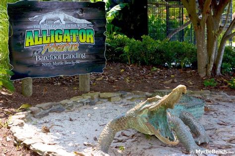 Myrtle Beach Photos Alligator Adventure