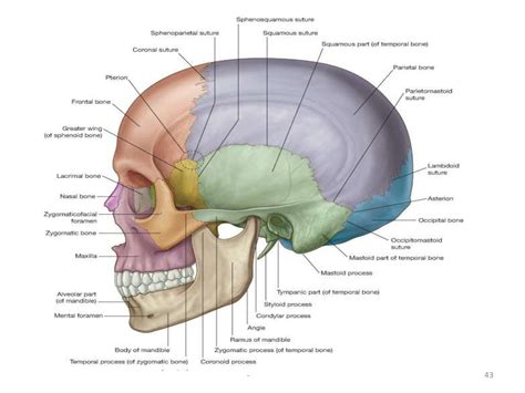 The Gross Anatomy Of The Head And Neck Lecture 3