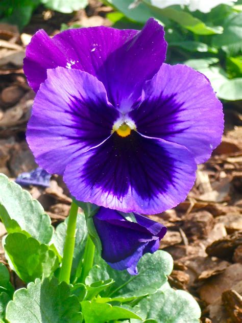 Beautiful Purple Pansy Gardening Photo 16584006 Fanpop
