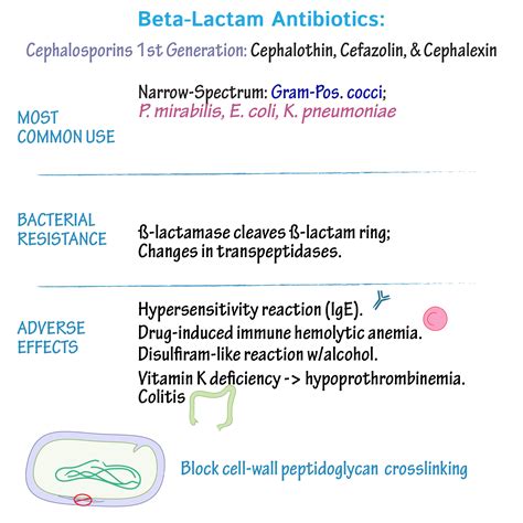 Immunologymicrobiology Glossary Cephalosporins Draw It To Know It