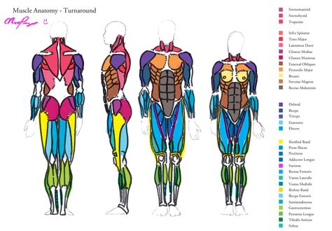 Muscular system anatomy:muscles of the anterior abdominal wall torso model description. Muscle Anatomy - Turnaround by HeartGear on DeviantArt