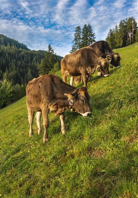 Brown Cows Graze In Dry French Countryside Of Lorraine In Summer Stock