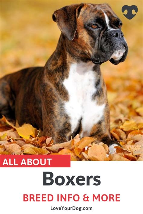 Boxer Breed Information Traits Facts Temperament And More Boxer