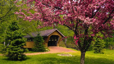 Download Pink Flower Blossom Tree Spring Bridge Man Made Covered Bridge