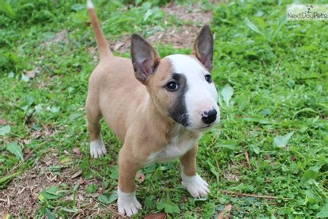 Enter your email address to receive alerts when we have new listings available for english bull terrier puppies for sale. Miniature Bull Terrier | Chien bull terrier