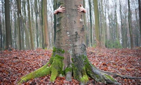 Woman Plans On Marrying A Tree After Having Best Sex Ever