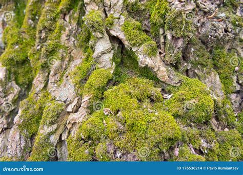 Green Moss On Tree Bark Closeup Shot Background For Nature And Plants