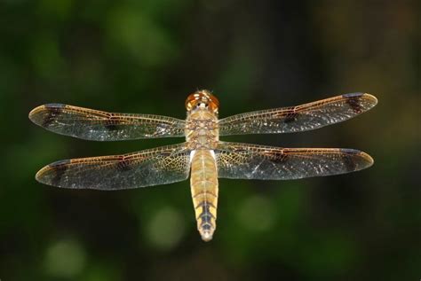 14 Different Types Of Dragonflies Types Of Photography Life