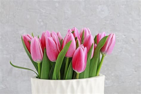 Pink Tulips In White Ceramic Vase Grey Stone Background Stock Image