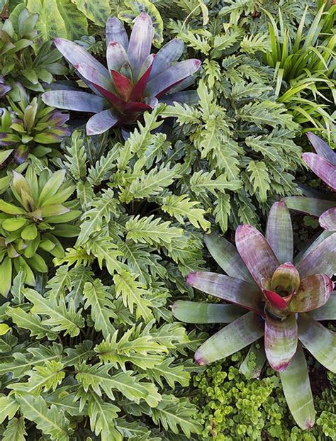 Bromeliads Are Incredibly Adaptable Plants As They Can Be Used Indoors