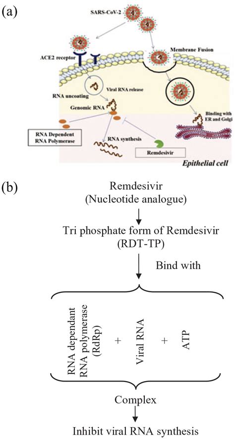 A Review Mechanism Of Action Of Antiviral Drugs Shamaila Kausar