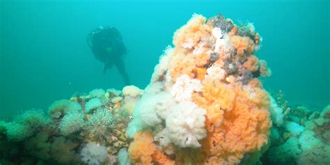 Exploring Stellwagen Bank National Marine Sanctuary Scuba Diver Life