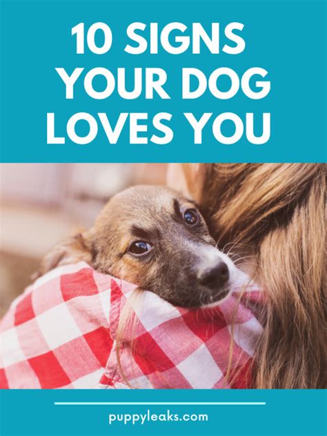 10 Signs Your Dog Loves You Puppy Leaks
