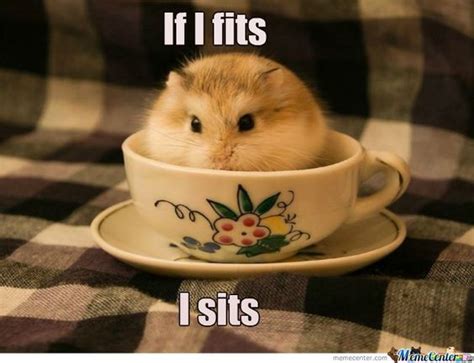 Funny Hamster Memes This Is Our Cup Of Tea And Normans The Pets