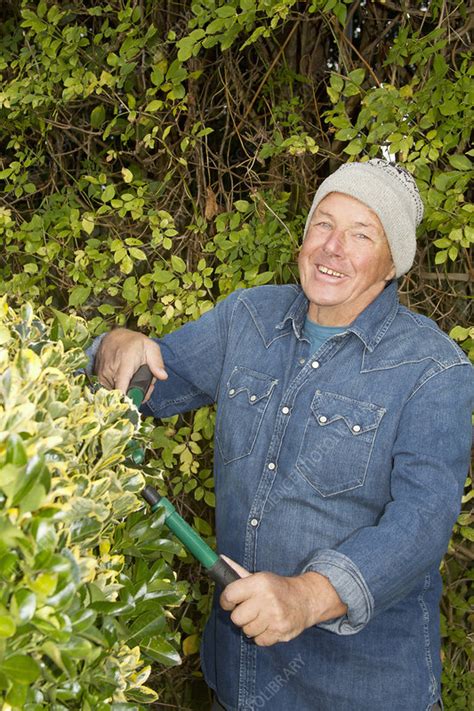 Older Man Trimming Hedges In Garden Stock Image F0066506 Science