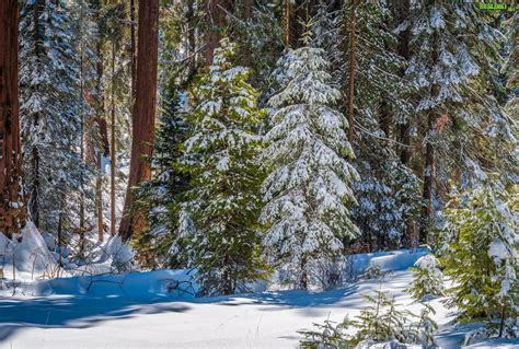 Zima Las Ośnieżone Drzewa Sekwoje General Grant Grove Park