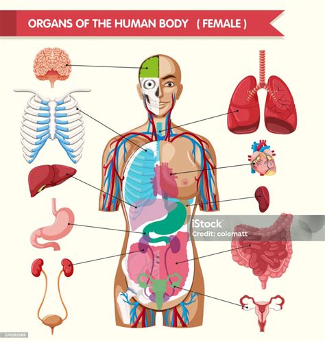Map Of Human Organs Map Of Organs In Body Body Internal Organs Diagram