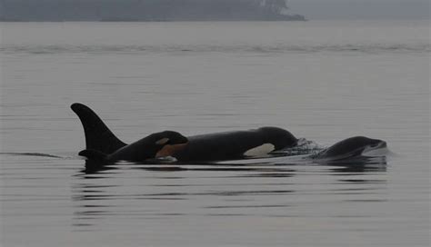 New Baby Orca Birth Gives Hope For Endangered Whales The Dodo