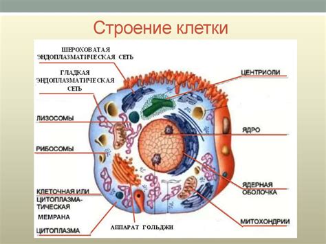 Клетка - структурная единица организма. (8 класс) - презентация онлайн