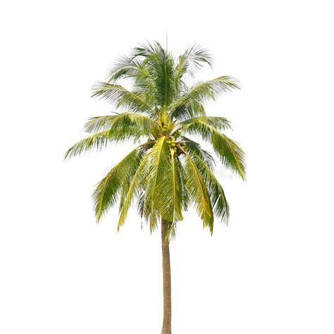 Coconut Palm Tree Isolated On White Stock Photo Image Of Environment