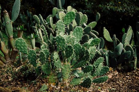 For mine i was able to bare hand it, and with the dry soil, a little shake n a. A Beginner's Guide to Gardening in the Desert ...