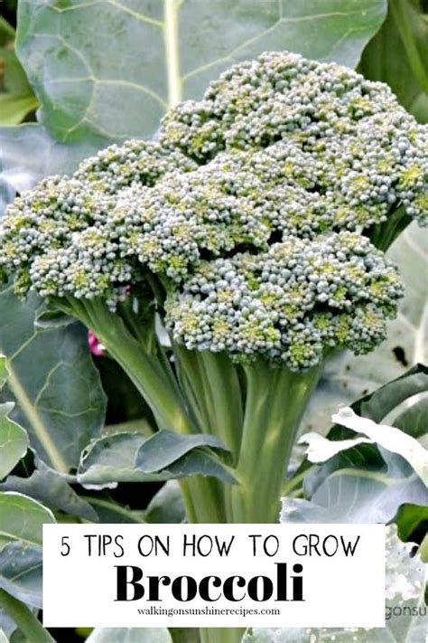 Tips On Growing Broccoli In Your Garden Walking On Sunshine Recipes