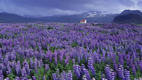 Wild Lupine Iceland Wallpapers