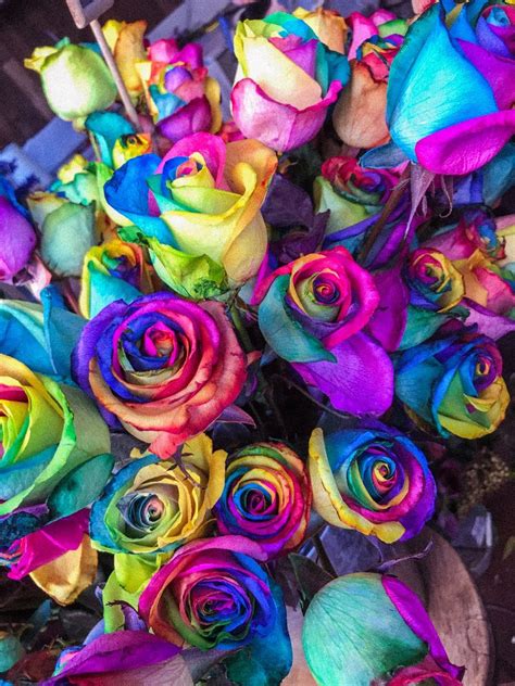 Rainbow Rose Wallpapers Wallpaper Cave