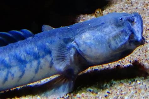 Dragon Goby Species Profile And Complete Care Guide 2024