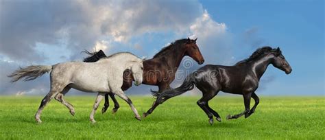 Horses Run In Pasture Stock Image Image Of Fast Gallop 49561023