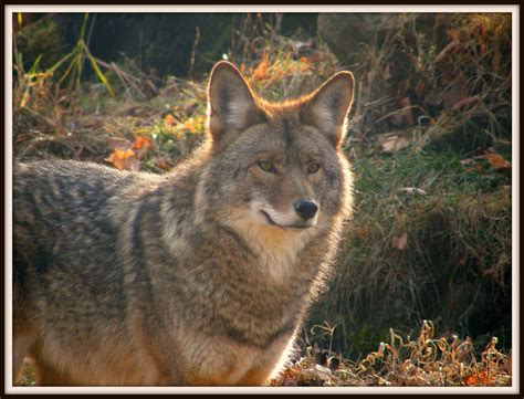 Coyote In Ontario Canada By Lou In Canada On Deviantart