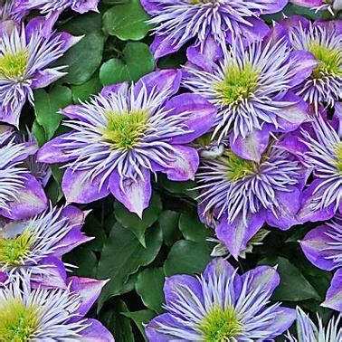Wann sie clematis idealerweise pflanzen, finden sie hier heraus. Clematis richtig pflanzen | Clematis pflanzen, Clematis ...