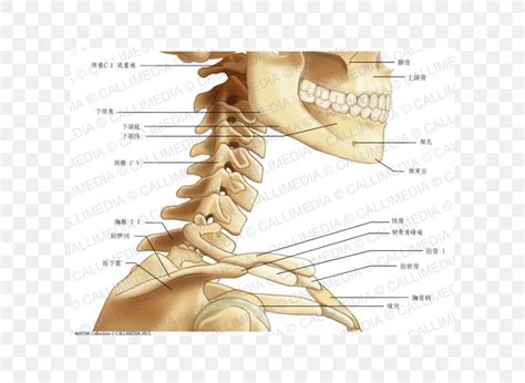 It is comprised of many bones, formed by intramembranous ossification, which are joined together by. Neck Bone Human Anatomy Head, PNG, 600x600px, Watercolor ...