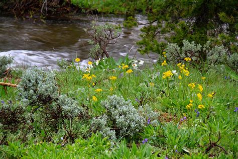 Stanley Lake Creek Wildflowers Photograph By Ed Riche Fine Art America