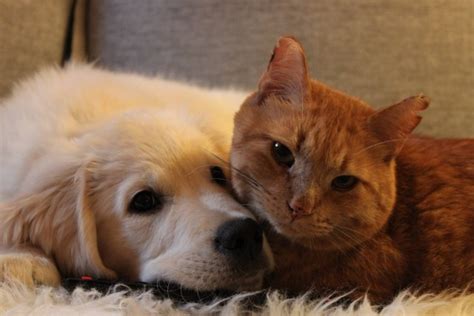 5 Amazing Cats And Dogs Friendships