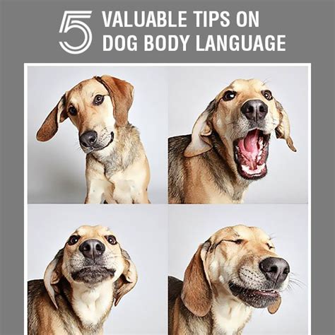 5 Valuable Tips On Dog Body Language Discountpetcare Dog Body