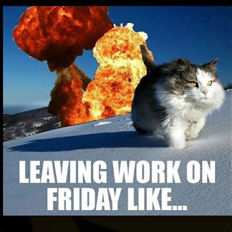 Gotta love the funny cat quotes! Chusma chusma pfff on Twitter: "#Friday #lol #me #meme # ...
