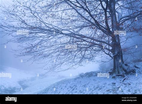 Beech Tree In Winter Hi Res Stock Photography And Images Alamy