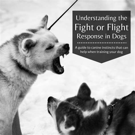 Understanding The Dog Fight Or Flight Response Pethelpful