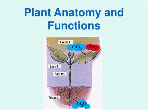 Ppt Plant Organs And Function Powerpoint Presentation Free Download