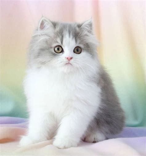 Available doll face persian cats kittens. Blue Chinchilla Golden Teacup Persian Kitten, Doll Face ...
