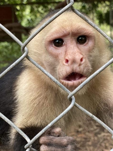 El Mono Cara Blanca Rescate — Santuario De Vida Silvestre Natuwa