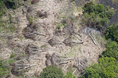 Study Finds Tropical Forests Are No Longer Carbon Sinks Yale E360