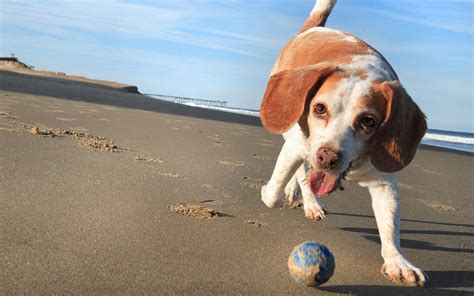 Best Pet Beagle Playing With A Ball 1440x900 Wallpaper 1